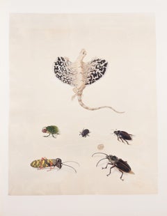 Antique 32. Shorthorned grasshopper, Dung beetle, Water scavenger beetle, Longhorned bee