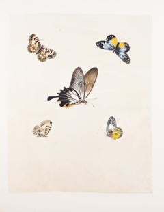 34. Southern festoon, Swallowtail, Butterfly
