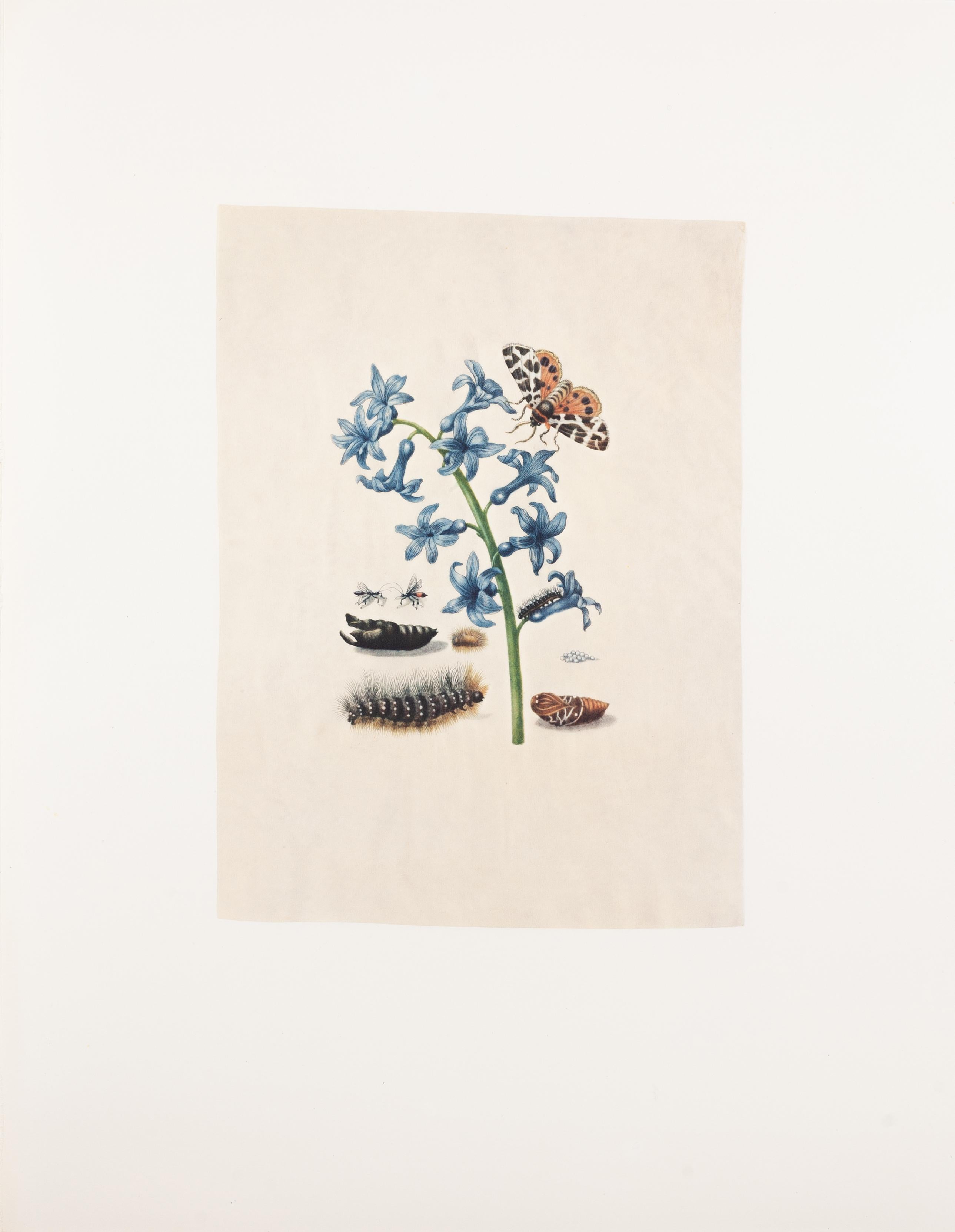 35. Common Hyacinth, Common tiger, Moth – Print von Maria Sybilla Merian