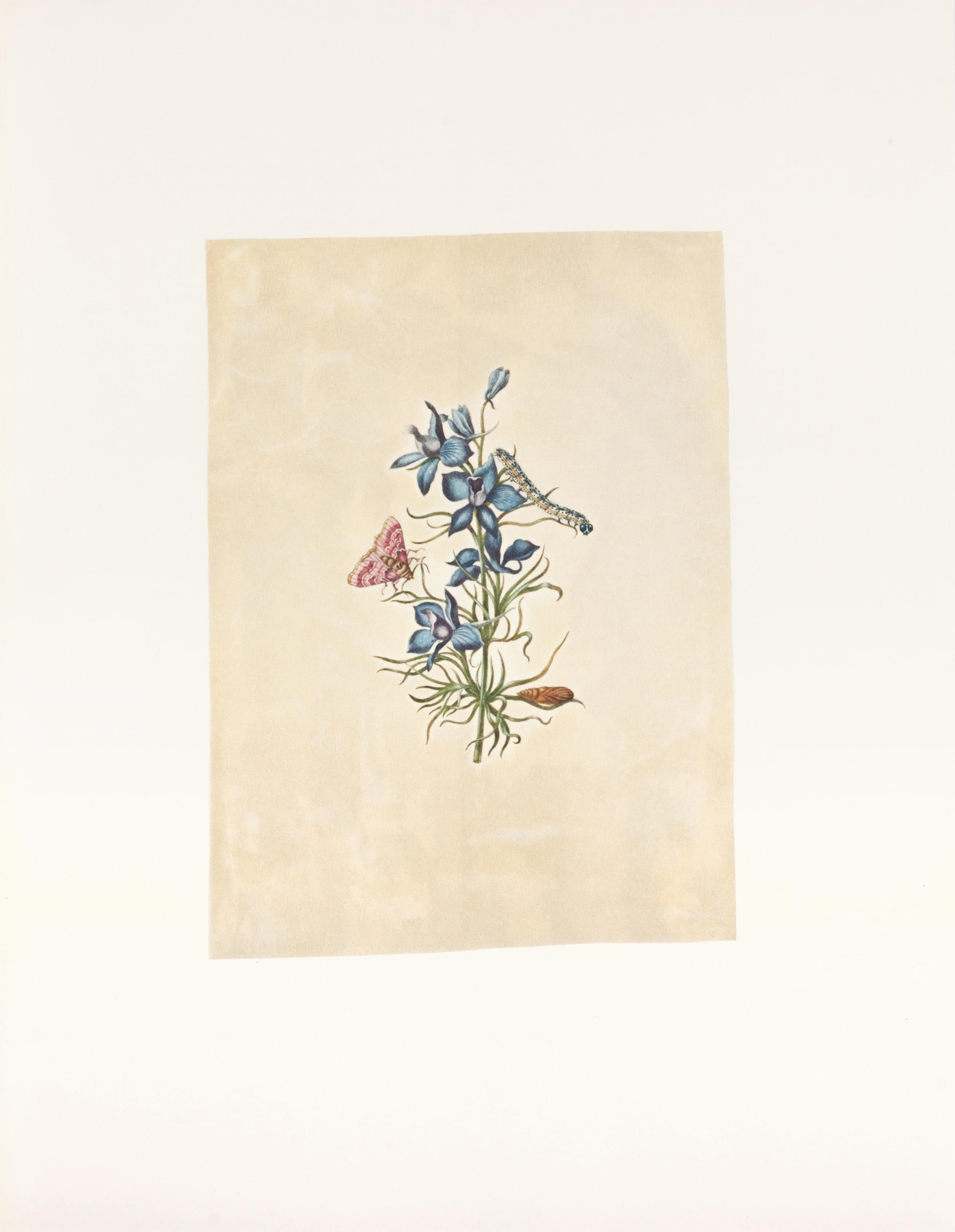 37. Branching larkspur, Peaseblossom moth - Print by Maria Sybilla Merian