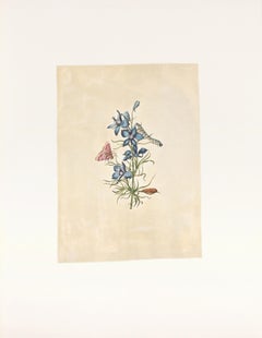 Antique 37. Branching larkspur, Peaseblossom moth