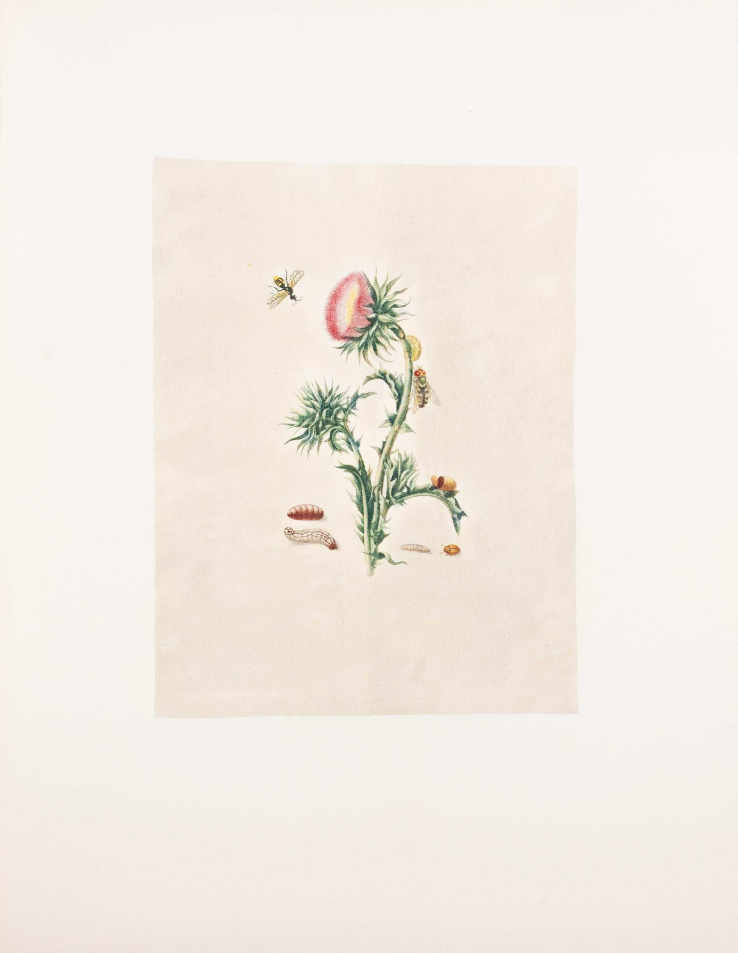 38. Moschusdistel, Syrphidenfliege – Print von Maria Sybilla Merian