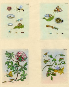Antique 4 plates from The Wondrous Transformation of Caterpillars & their Strange Diet..