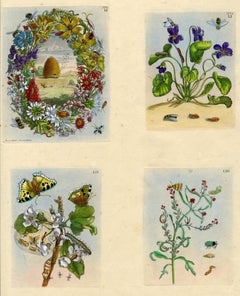 4 plates from The Wondrous Transformation of Caterpillars & their Strange Diet..