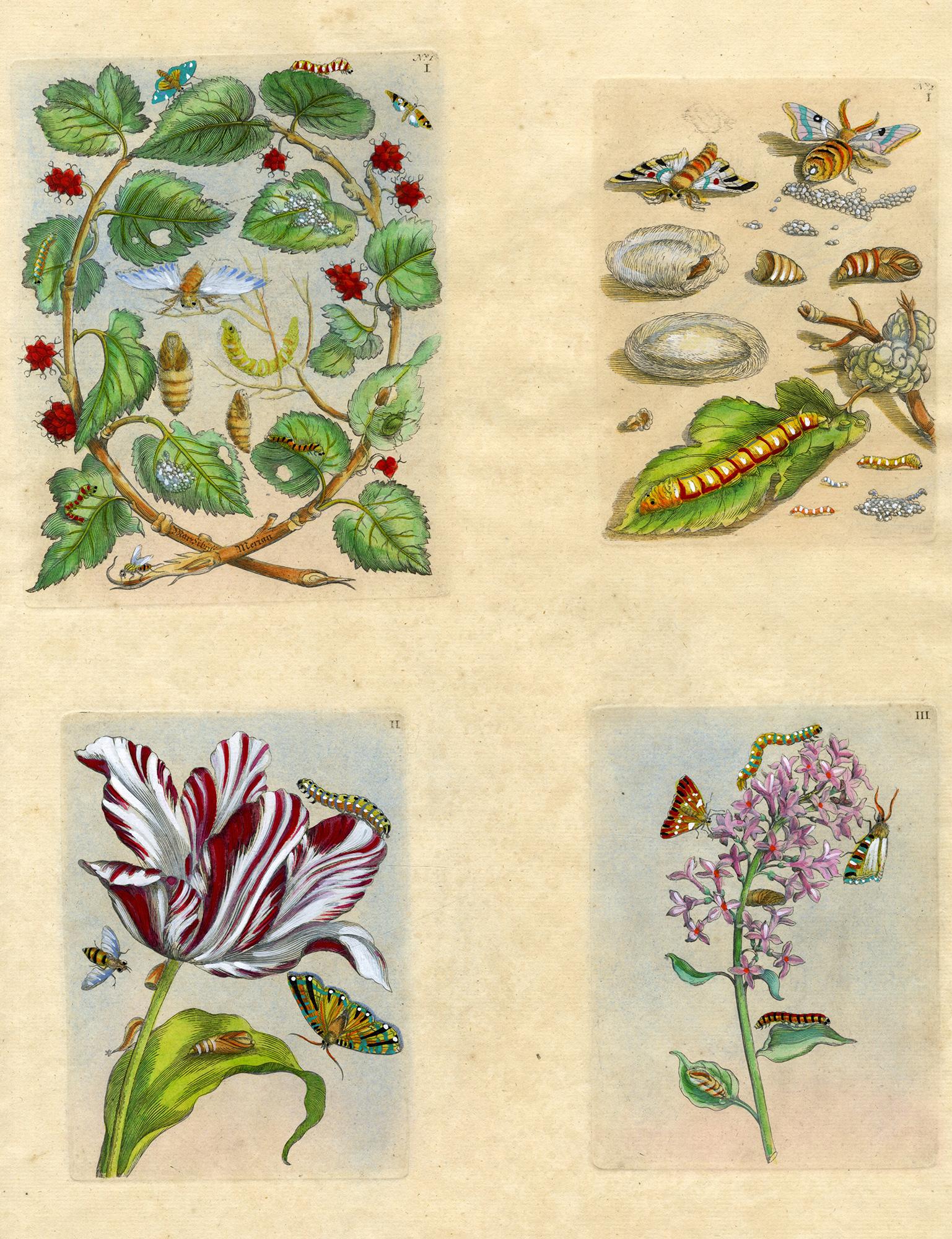 Maria Sybilla Merian Still-Life Print – 4 Tafeln aus The Wondrous Transformation of Caterpillars & their Strange Diet.