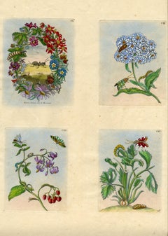 Antique 4 plates from The Wondrous Transformation of Caterpillars & their Strange Diet..