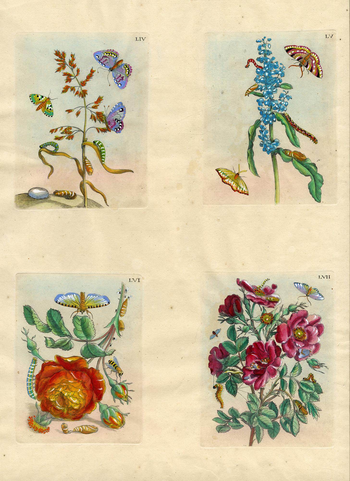 Maria Sybilla Merian Animal Print - 4 plates from The Wondrous Transformation of Caterpillars & their Strange Diet..