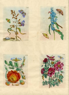 Antique 4 plates from The Wondrous Transformation of Caterpillars & their Strange Diet..