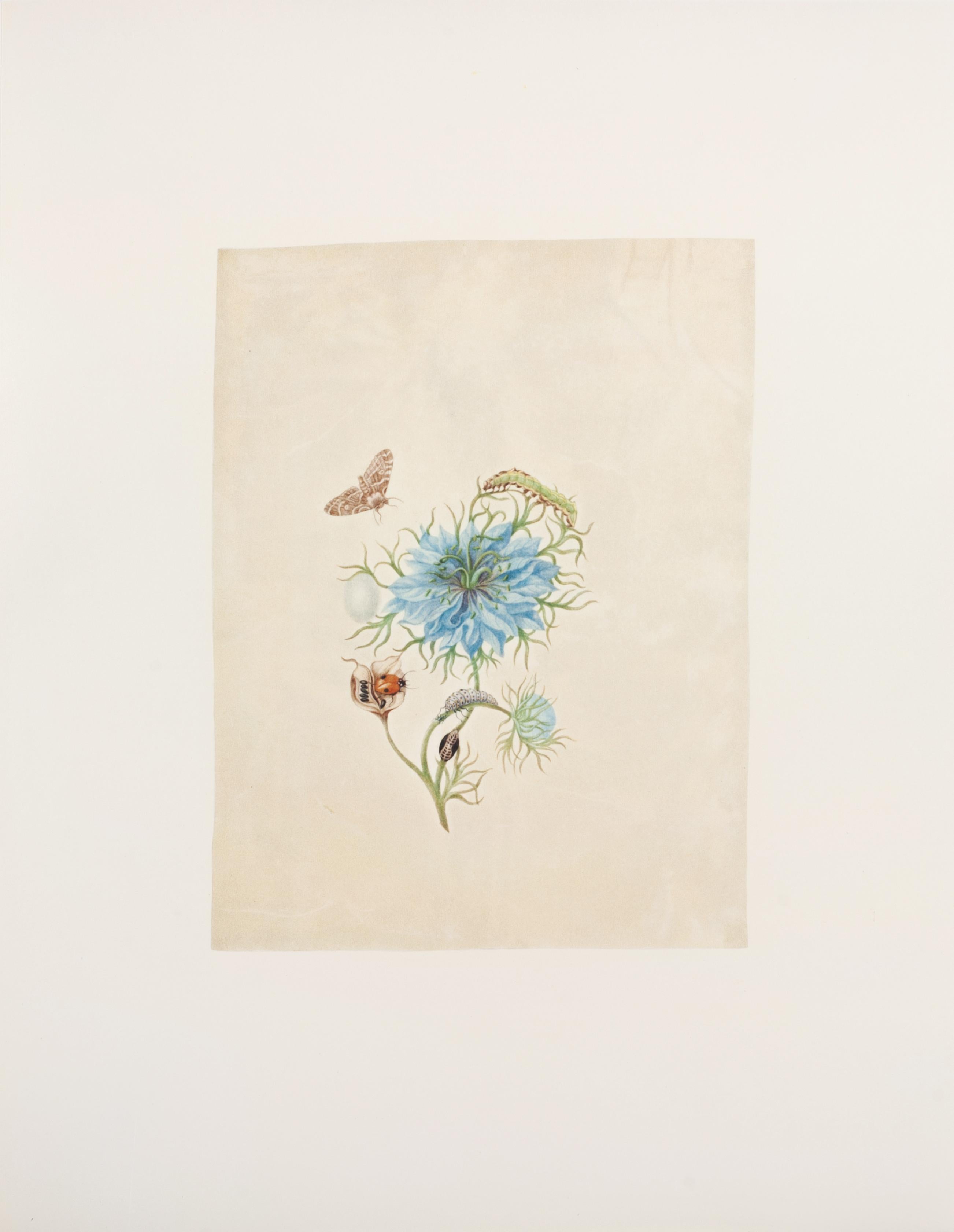 40. Fennel-Blume, Eisen, bedeutend – Print von Maria Sybilla Merian