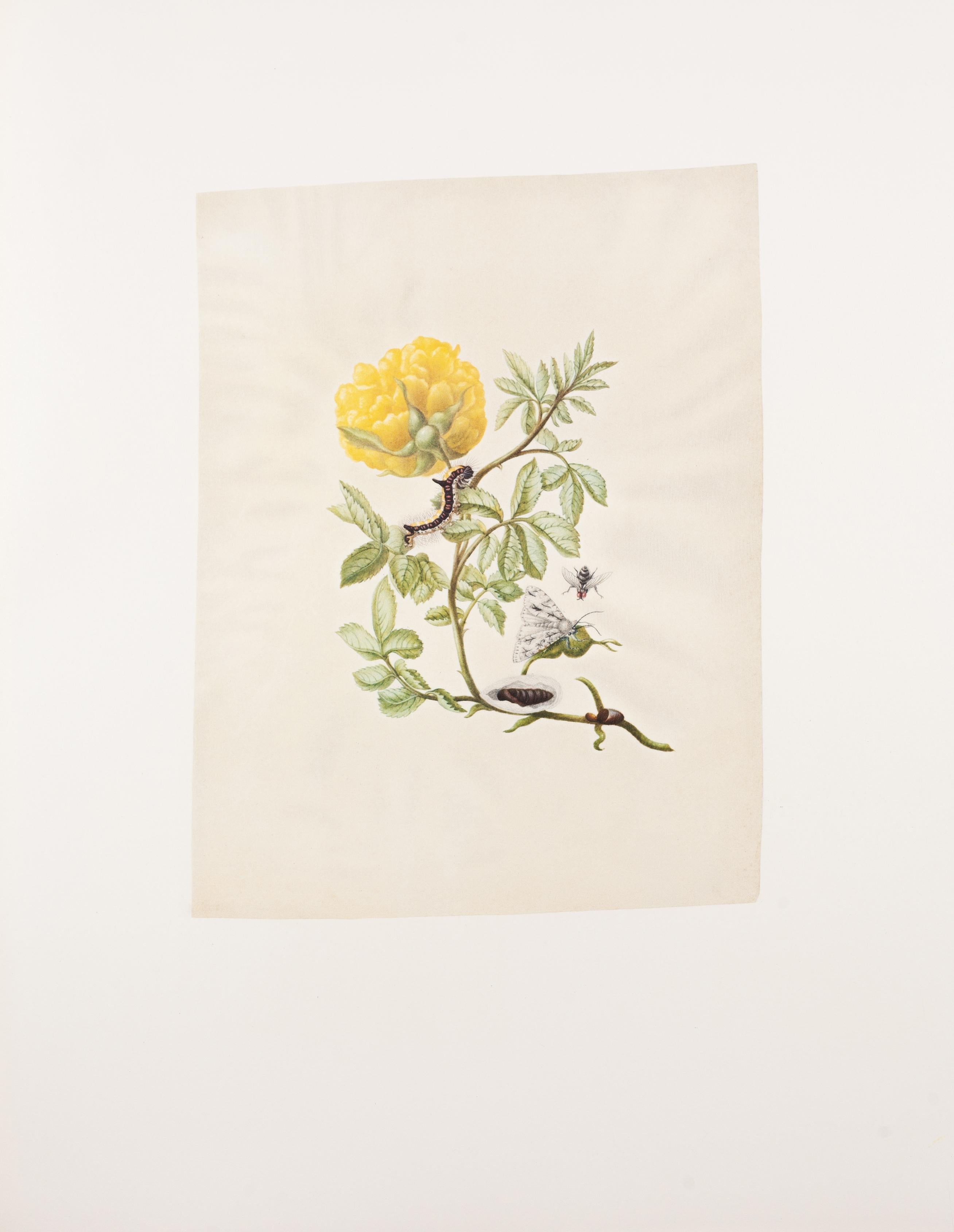 41. Rosa hemisphaerica, Dolchstichmotte – Print von Maria Sybilla Merian