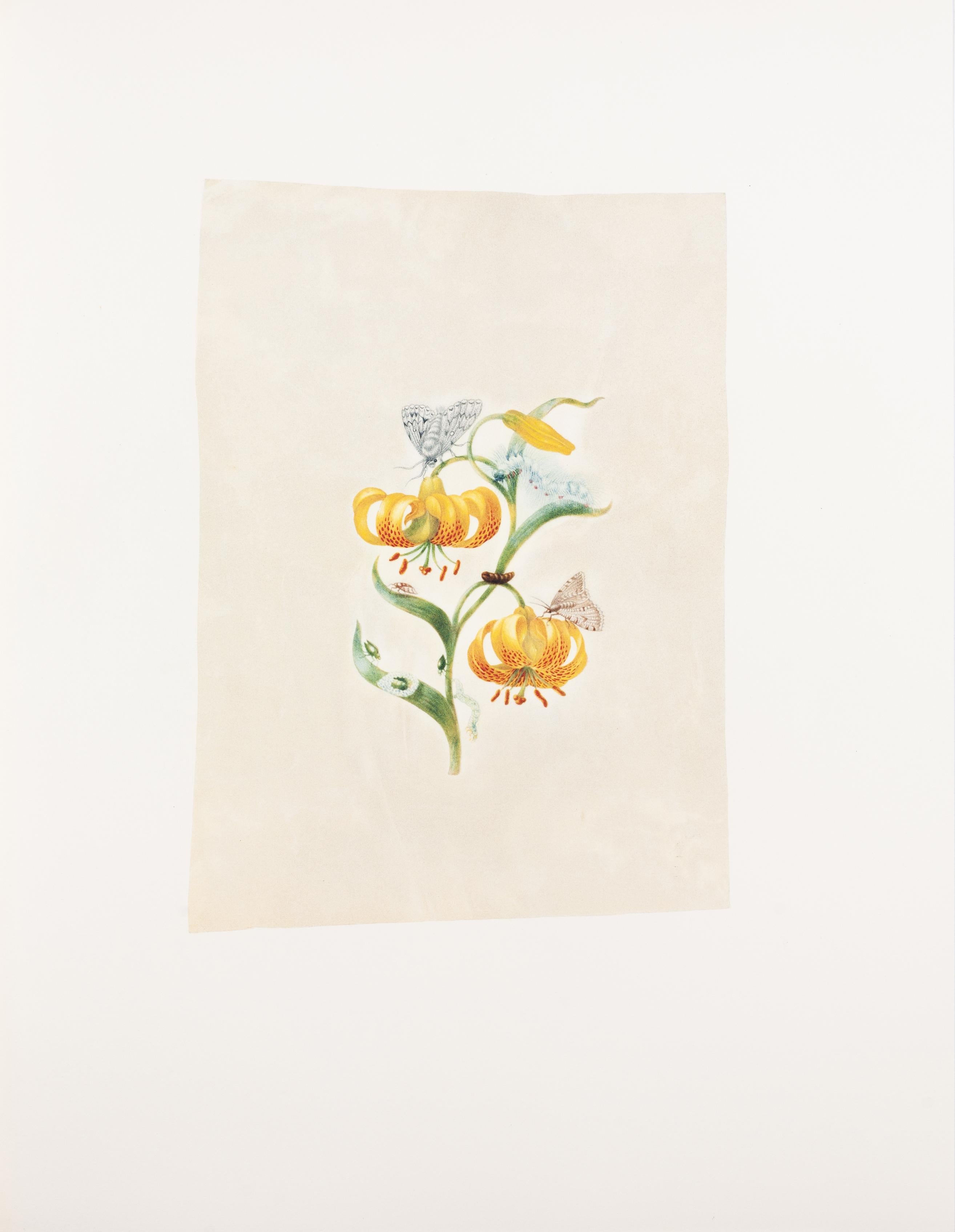 42. Martagon lily, Frog-hopper, Acronicta leporina, Looper, inchworm - Print by Maria Sybilla Merian