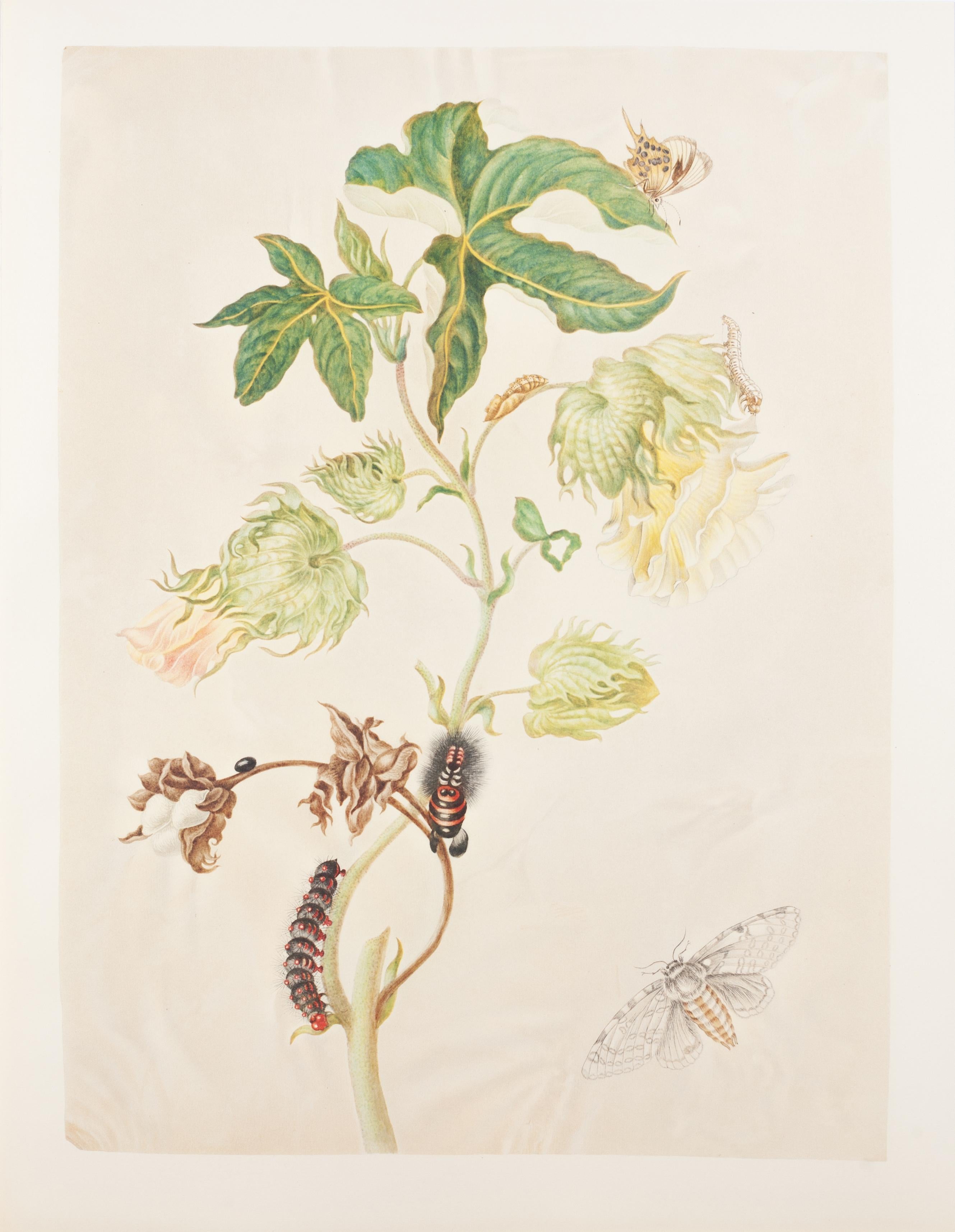 45. Hairy Baumwolle, Helicopis cupido – Print von Maria Sybilla Merian