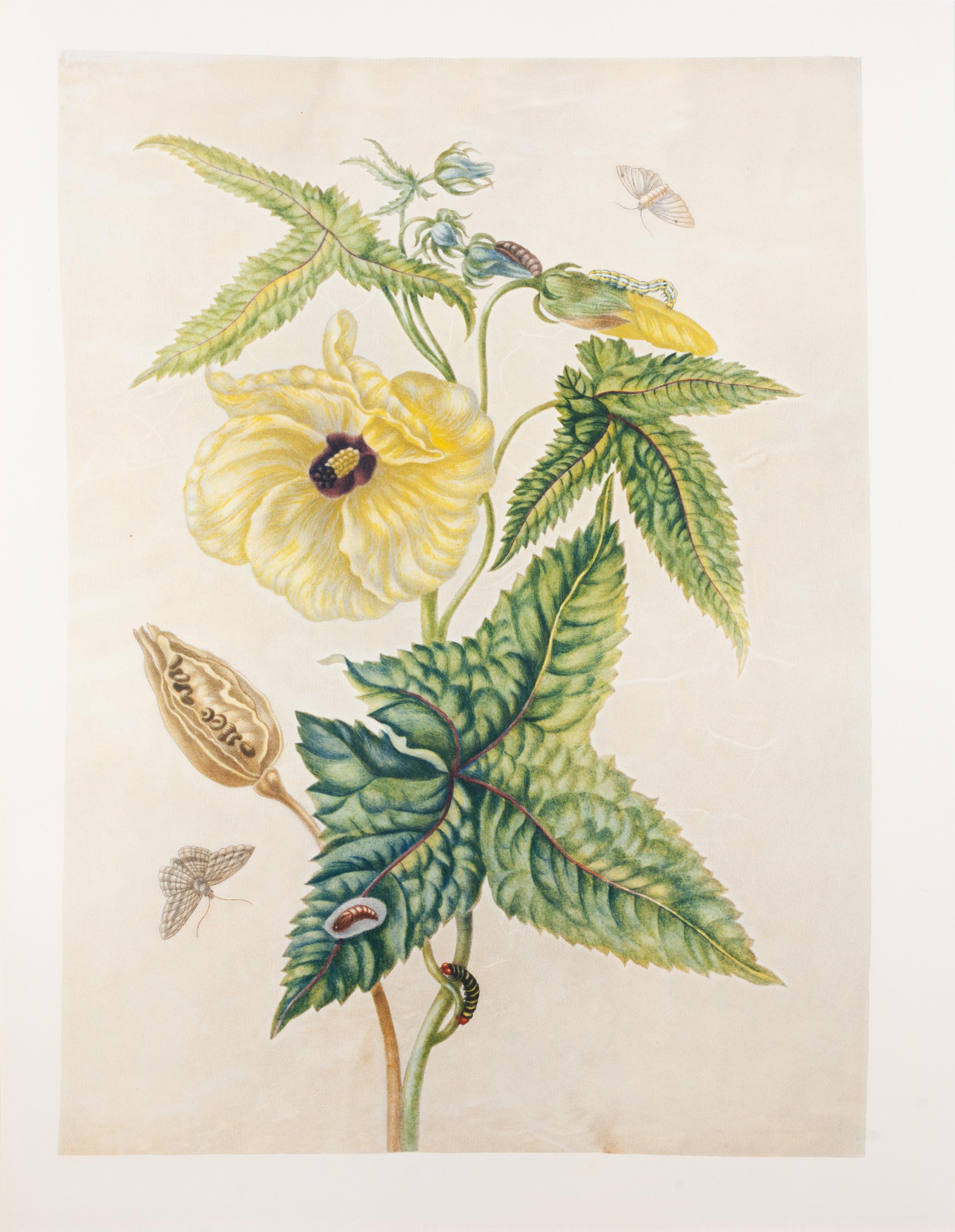 48. Hibiscus - Print by Maria Sybilla Merian