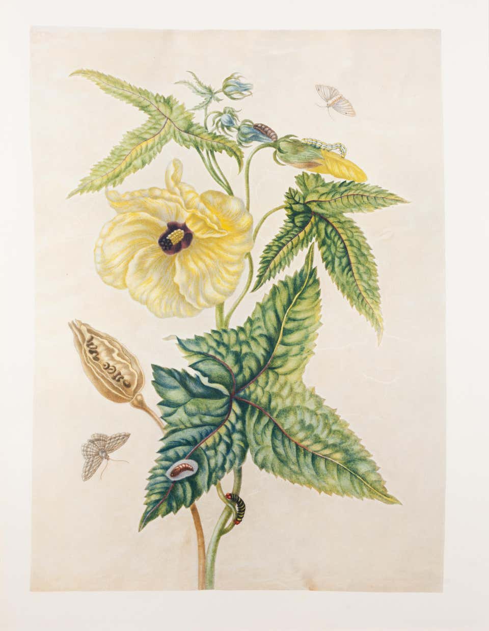 Merians Antique Botanical Prints - 53 For Sale on 1stDibs