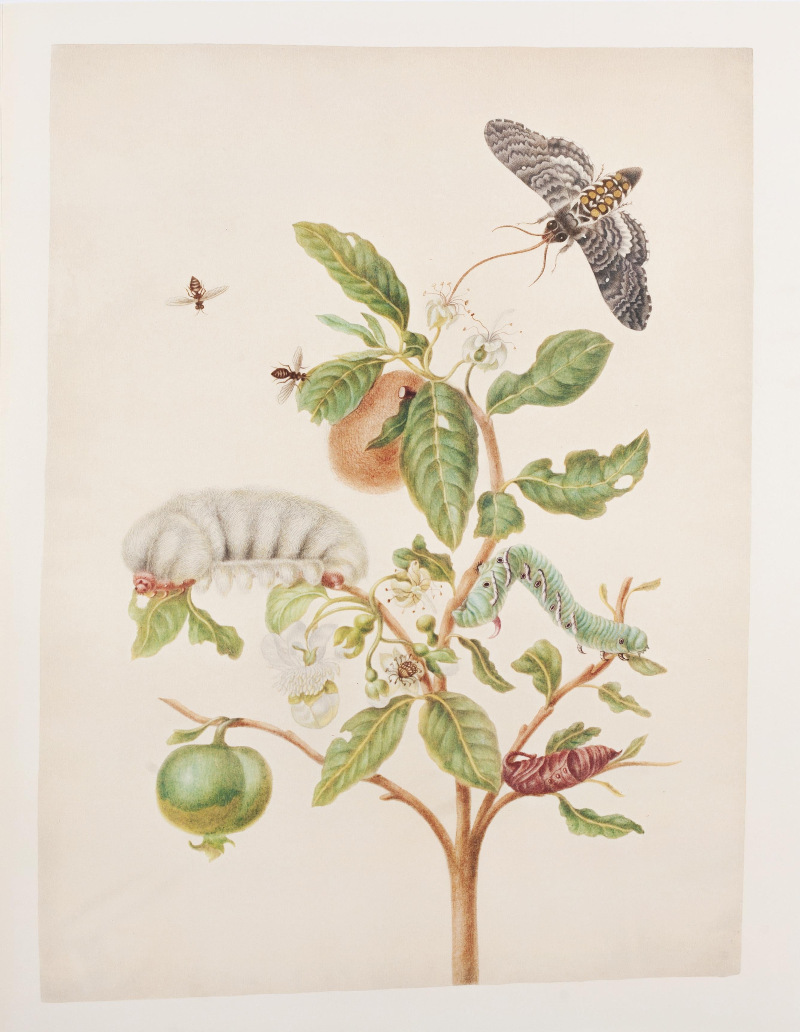 49. White guava, Manduca sexta - Print by Maria Sybilla Merian