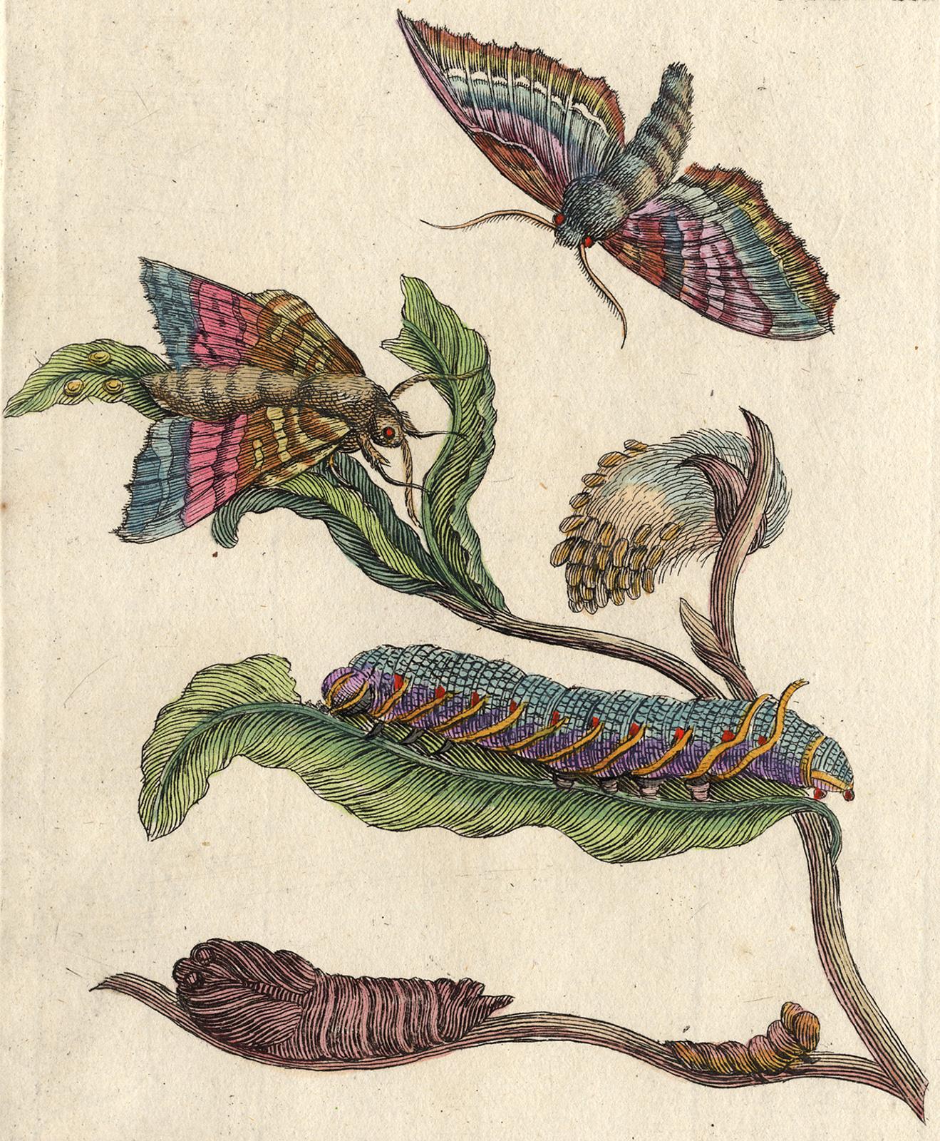 Black Willow with insects by Merian - Handcoloured engraving - 18th century - Print by Maria Sybilla Merian