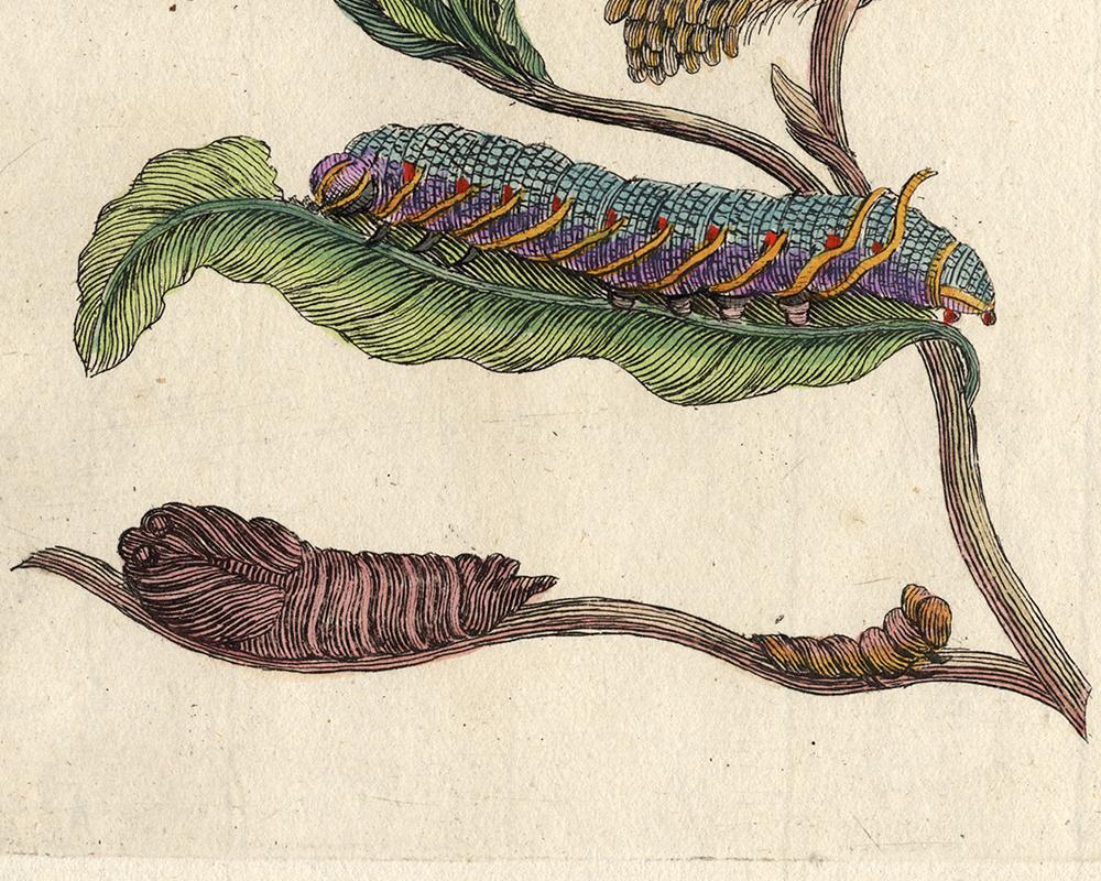 Black Willow with insects by Merian - Handcoloured engraving - 18th century - Old Masters Print by Maria Sybilla Merian
