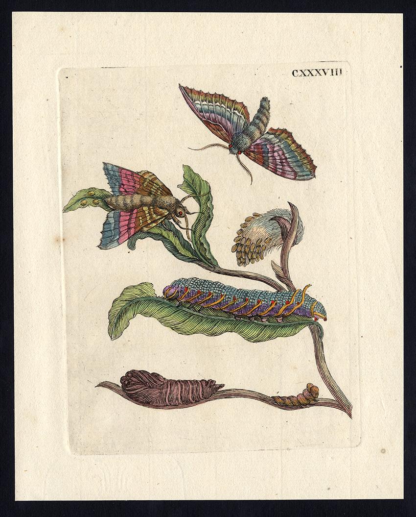 Maria Sybilla Merian Animal Print - Black Willow with insects by Merian - Handcoloured engraving - 18th century