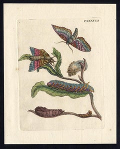 Antique Black Willow with insects by Merian - Handcoloured engraving - 18th century