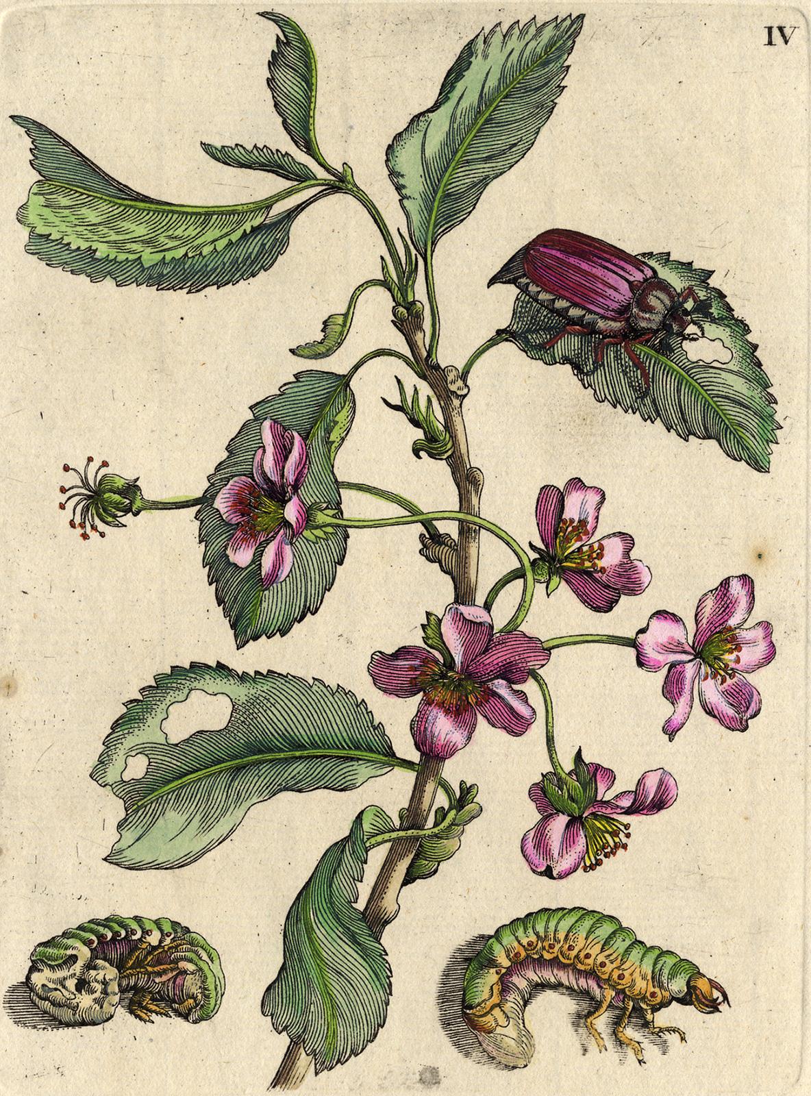 Cherry and Prunus with insects by Merian - Handcoloured engraving - 18th century - Print by Maria Sybilla Merian