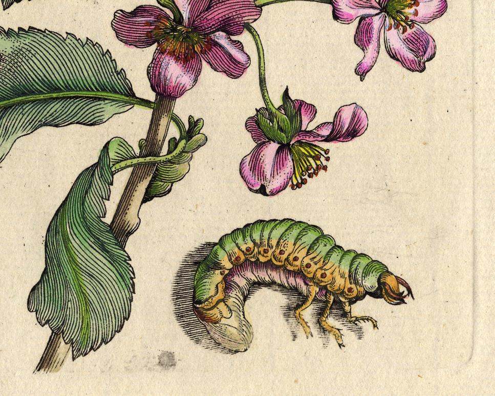 Cherry and Prunus with insects by Merian - Handcoloured engraving - 18th century - Old Masters Print by Maria Sybilla Merian