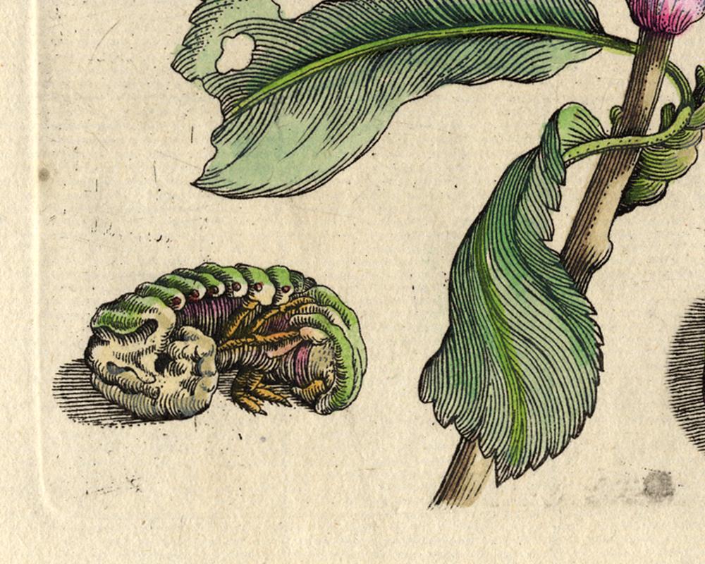 Cherry and Prunus with insects by Merian - Handcoloured engraving - 18th century - Beige Animal Print by Maria Sybilla Merian