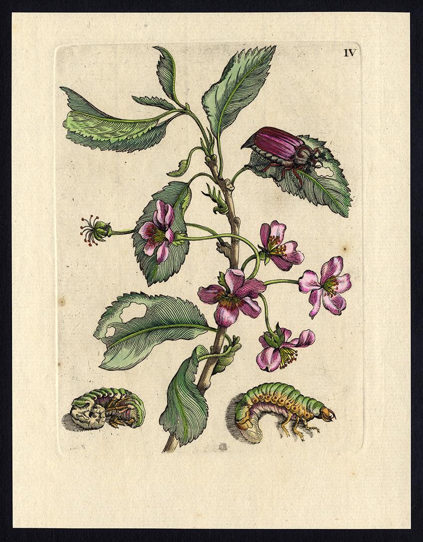 Maria Sybilla Merian Animal Print - Cherry and Prunus with insects by Merian - Handcoloured engraving - 18th century