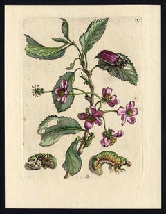 Cherry and Prunus with insects by Merian - Handcoloured engraving - 18th century