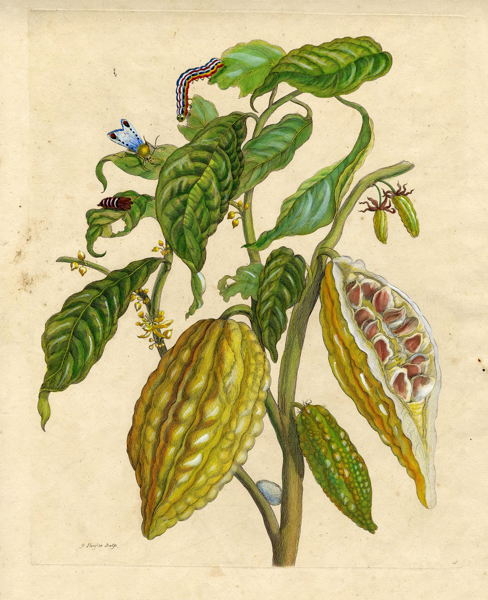 Maria Sybilla Merian Still-Life Print - Cocoa plant, caterpillar, ..., Plate 26, Metamorphosis Insectorum Surinamensium