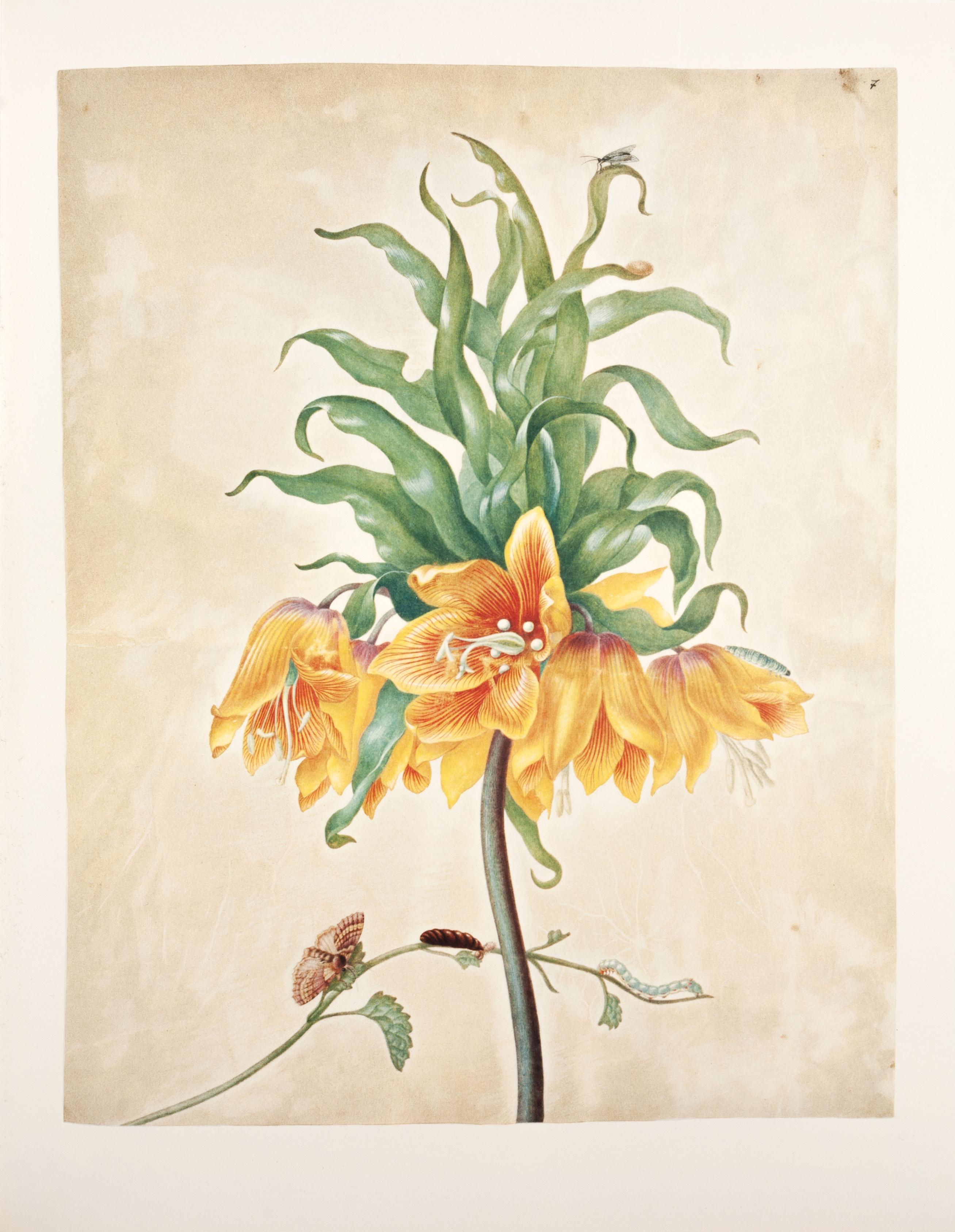 6. Crown Imperial, Yellow archangel, Prominent - Print by Maria Sybilla Merian