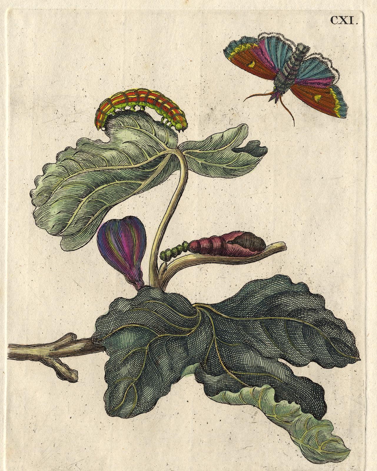 Fig tree with  insects by Merian - Handcoloured engraving - 18th century - Print by Maria Sybilla Merian
