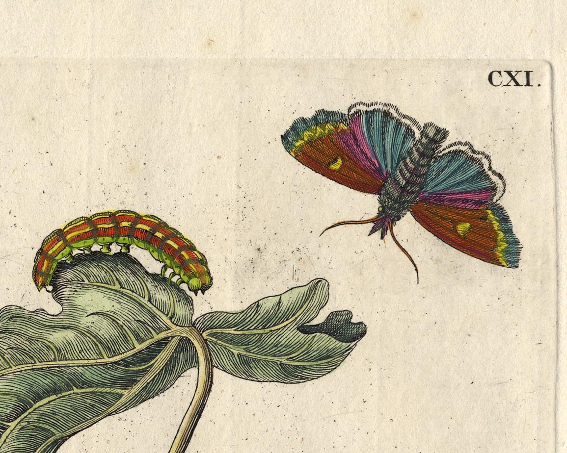 Fig tree with  insects by Merian - Handcoloured engraving - 18th century - Old Masters Print by Maria Sybilla Merian