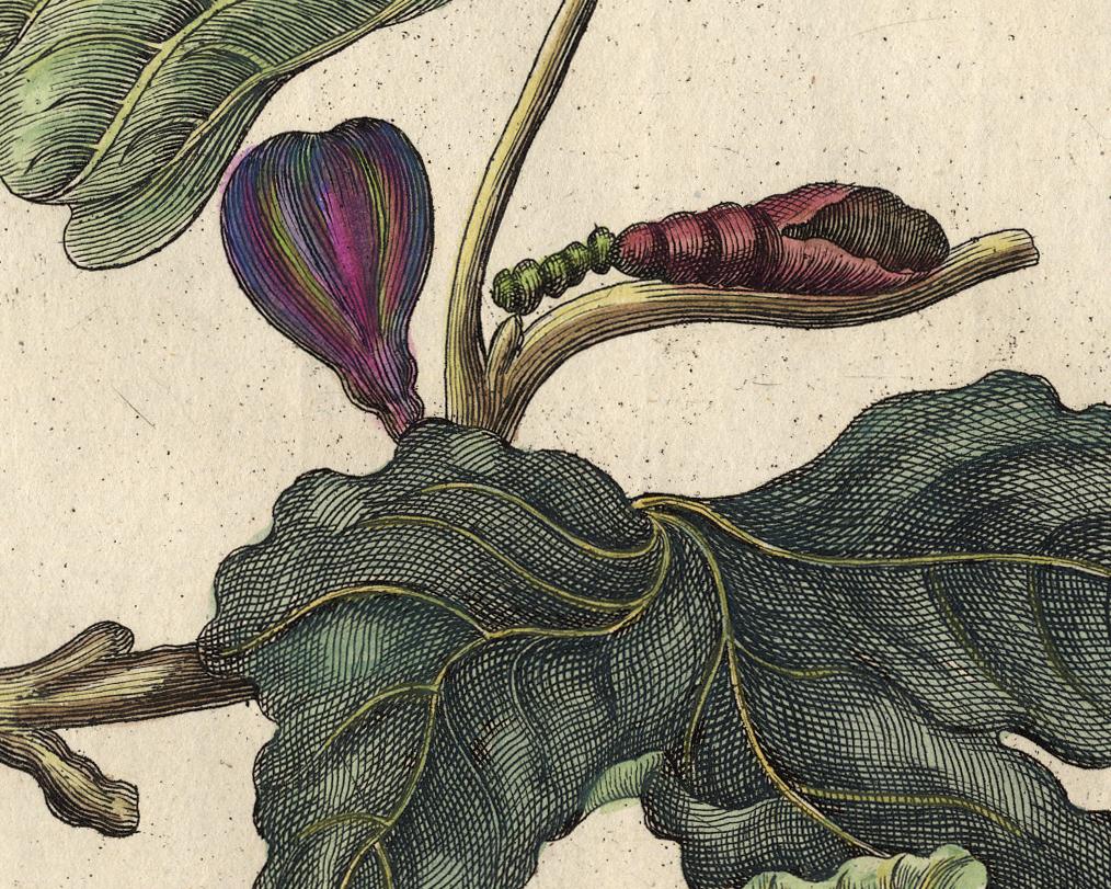 Fig tree with  insects by Merian - Handcoloured engraving - 18th century - White Animal Print by Maria Sybilla Merian