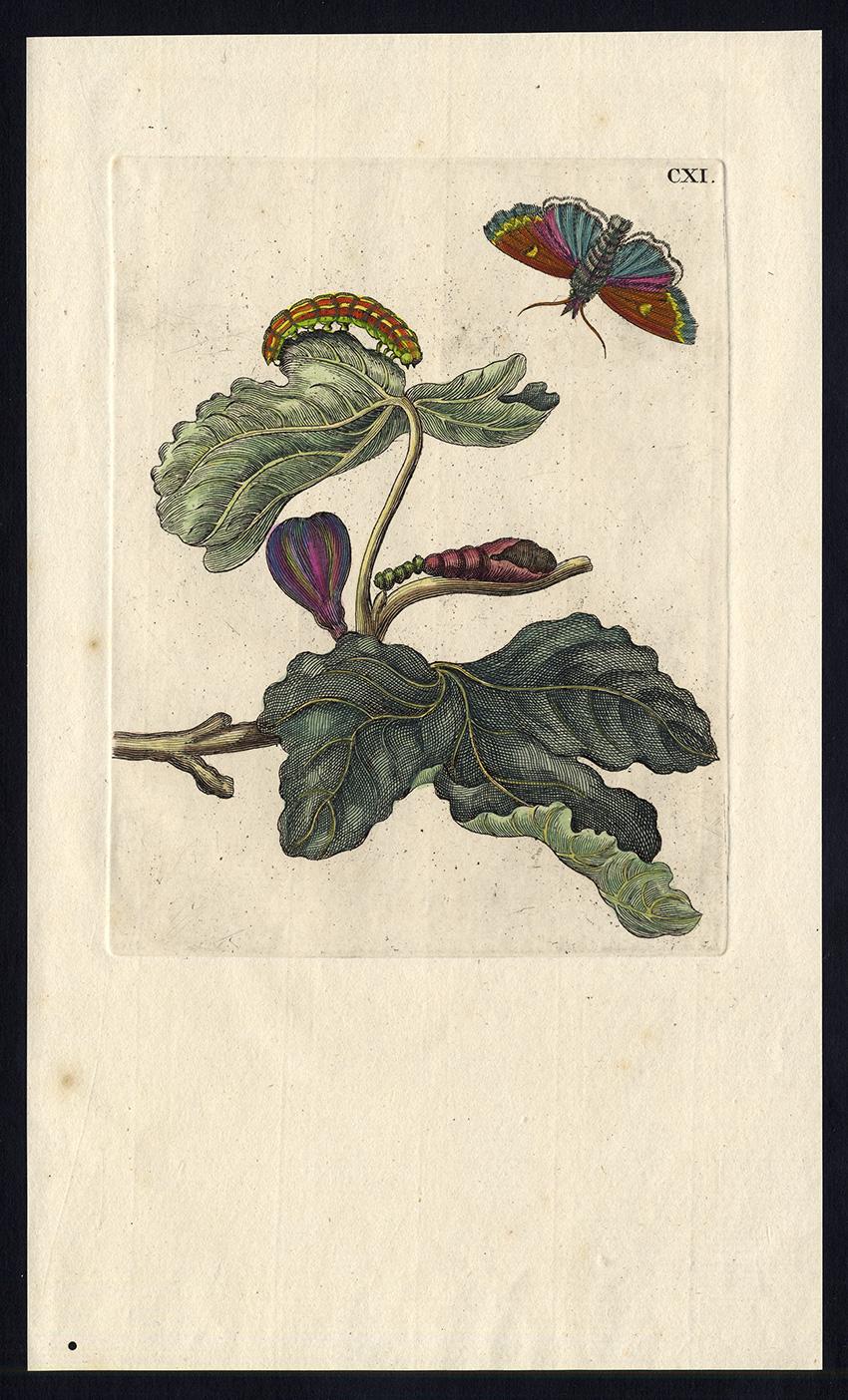 Maria Sybilla Merian Animal Print - Fig tree with  insects by Merian - Handcoloured engraving - 18th century