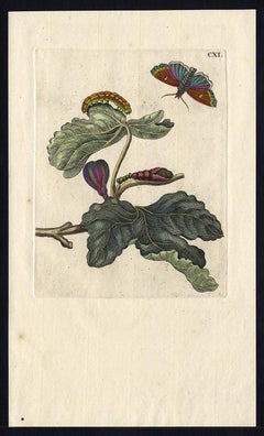 Antique Fig tree with  insects by Merian - Handcoloured engraving - 18th century