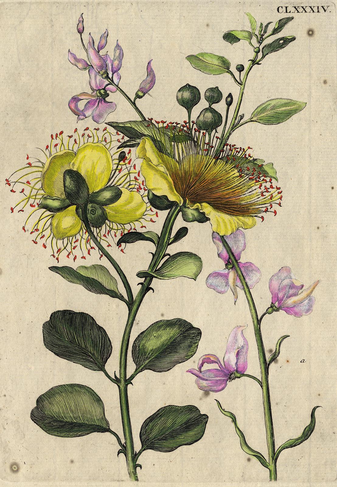 Flinders Rose with insects by Merian - Handcoloured engraving - 18th century - Print by Maria Sybilla Merian