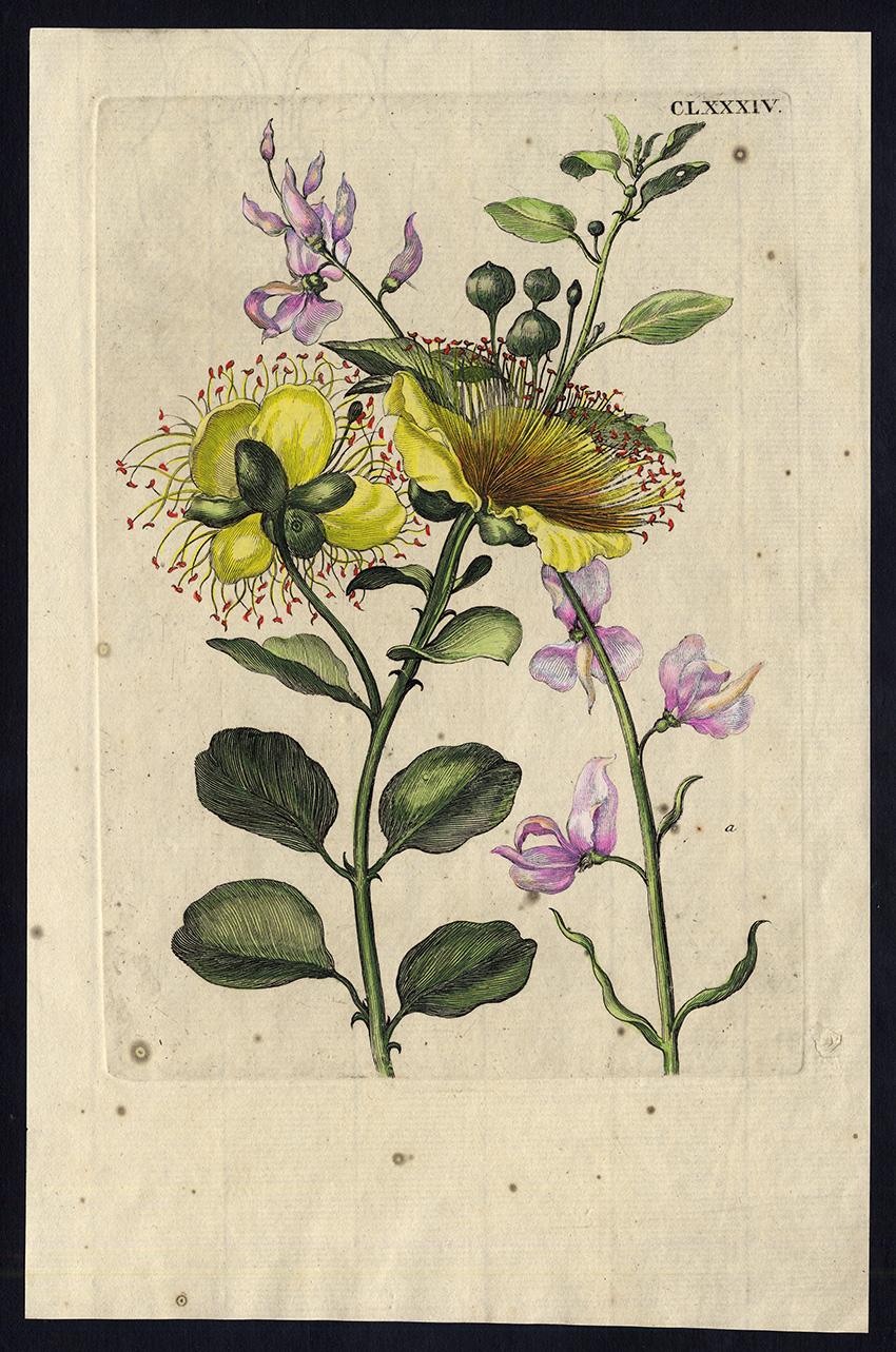 Maria Sybilla Merian Animal Print - Flinders Rose with insects by Merian - Handcoloured engraving - 18th century