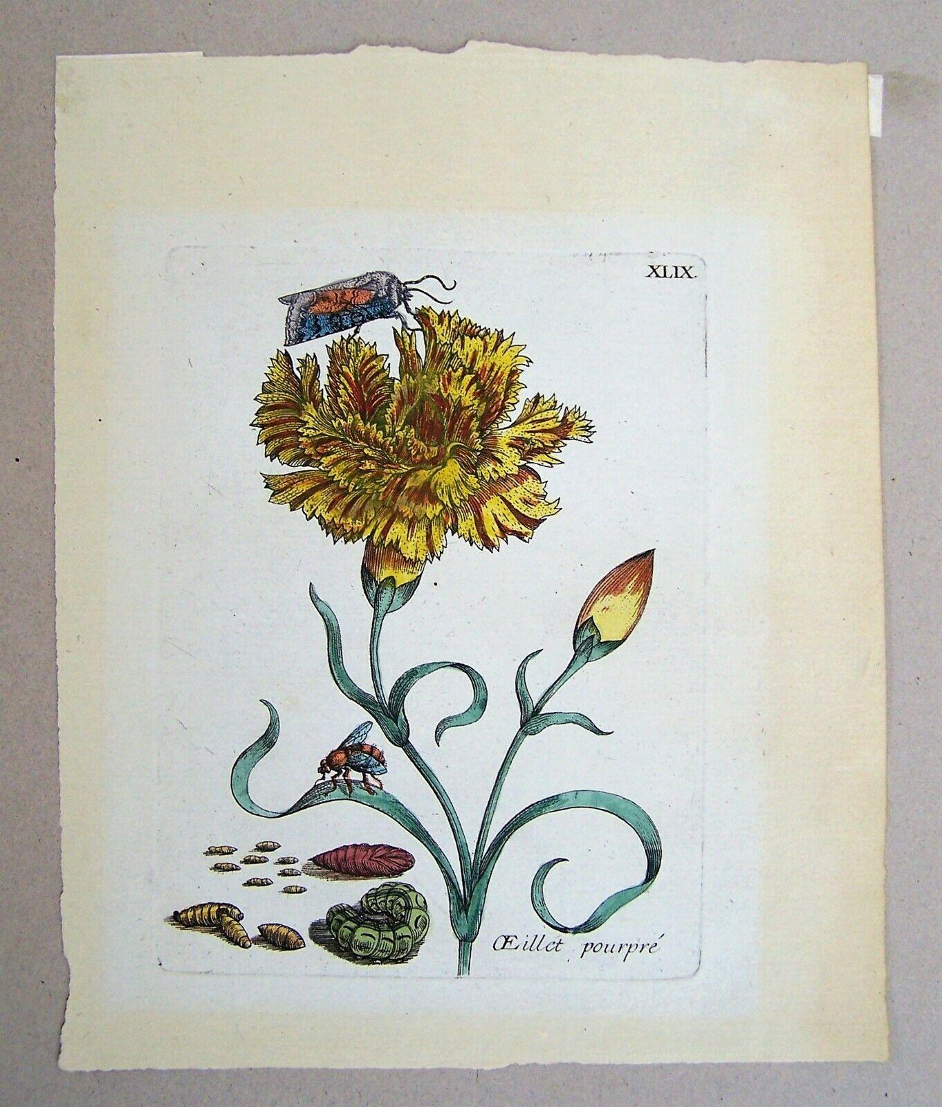 Framed Antique Print of a Carnation Moth Metamorphosis by Maria Sibylla Merian 5