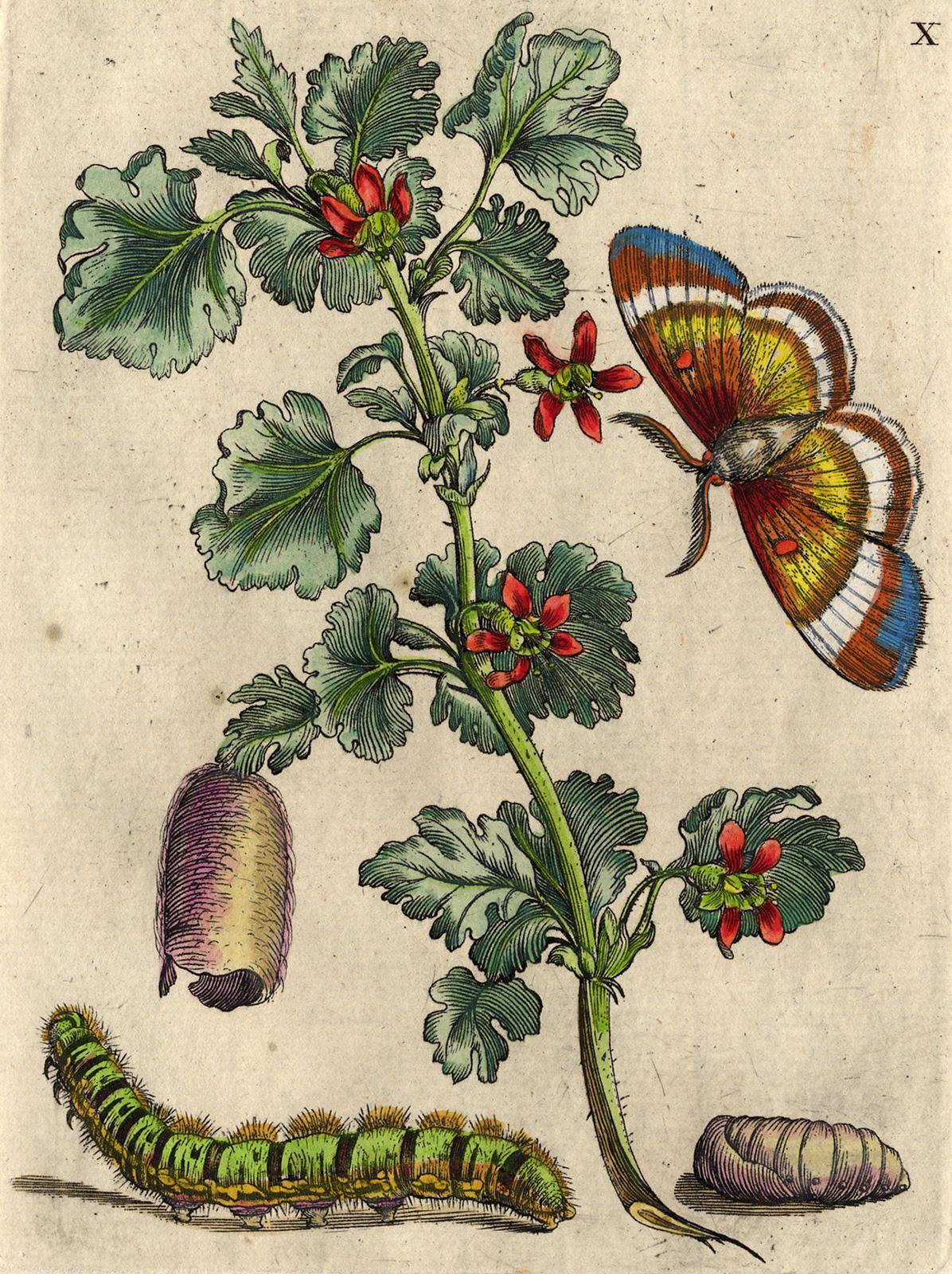 Gooseberry blossom and insects by Merian - Handcoloured engraving - 18th century - Print by Maria Sybilla Merian