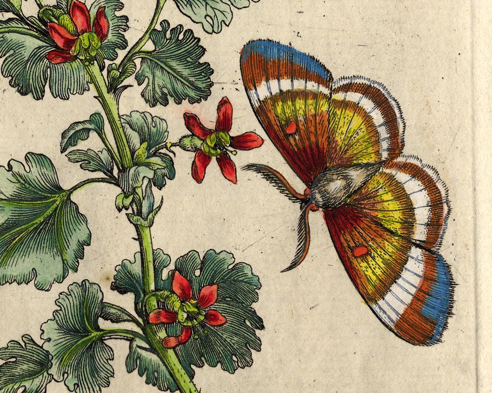 Gooseberry blossom and insects by Merian - Handcoloured engraving - 18th century - Old Masters Print by Maria Sybilla Merian