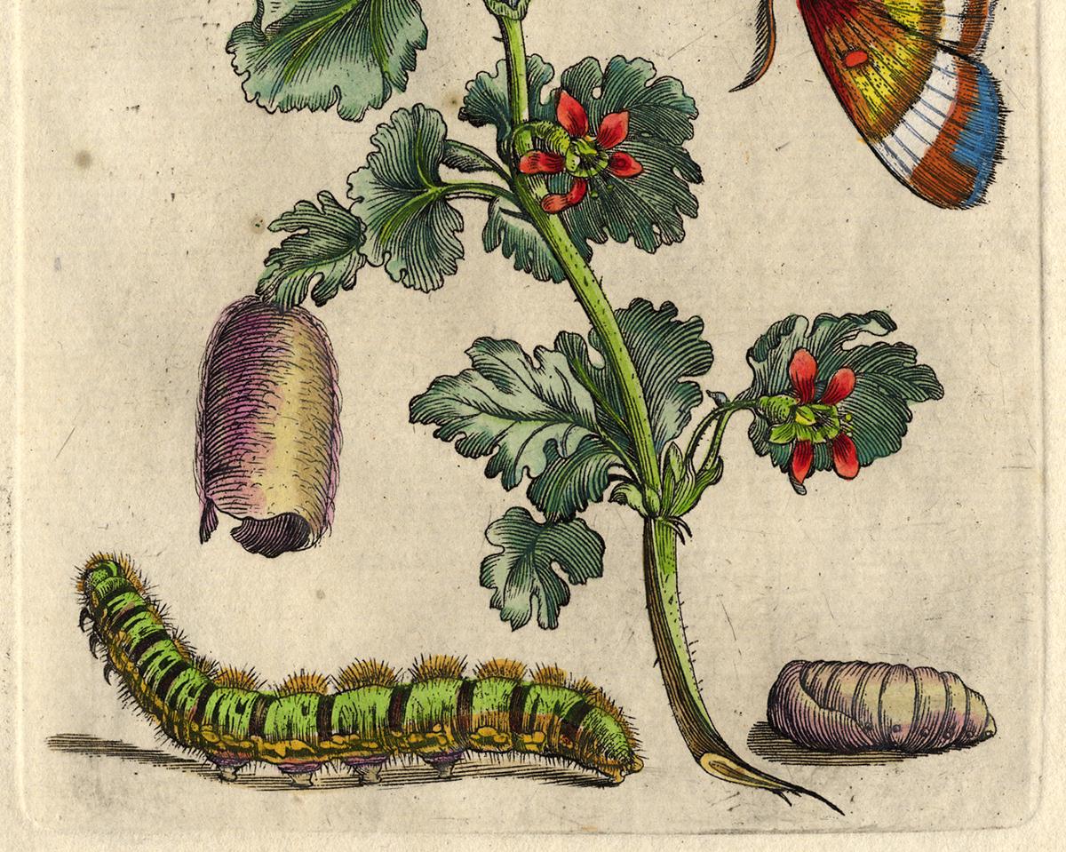 Gooseberry blossom and insects by Merian - Handcoloured engraving - 18th century - Beige Animal Print by Maria Sybilla Merian