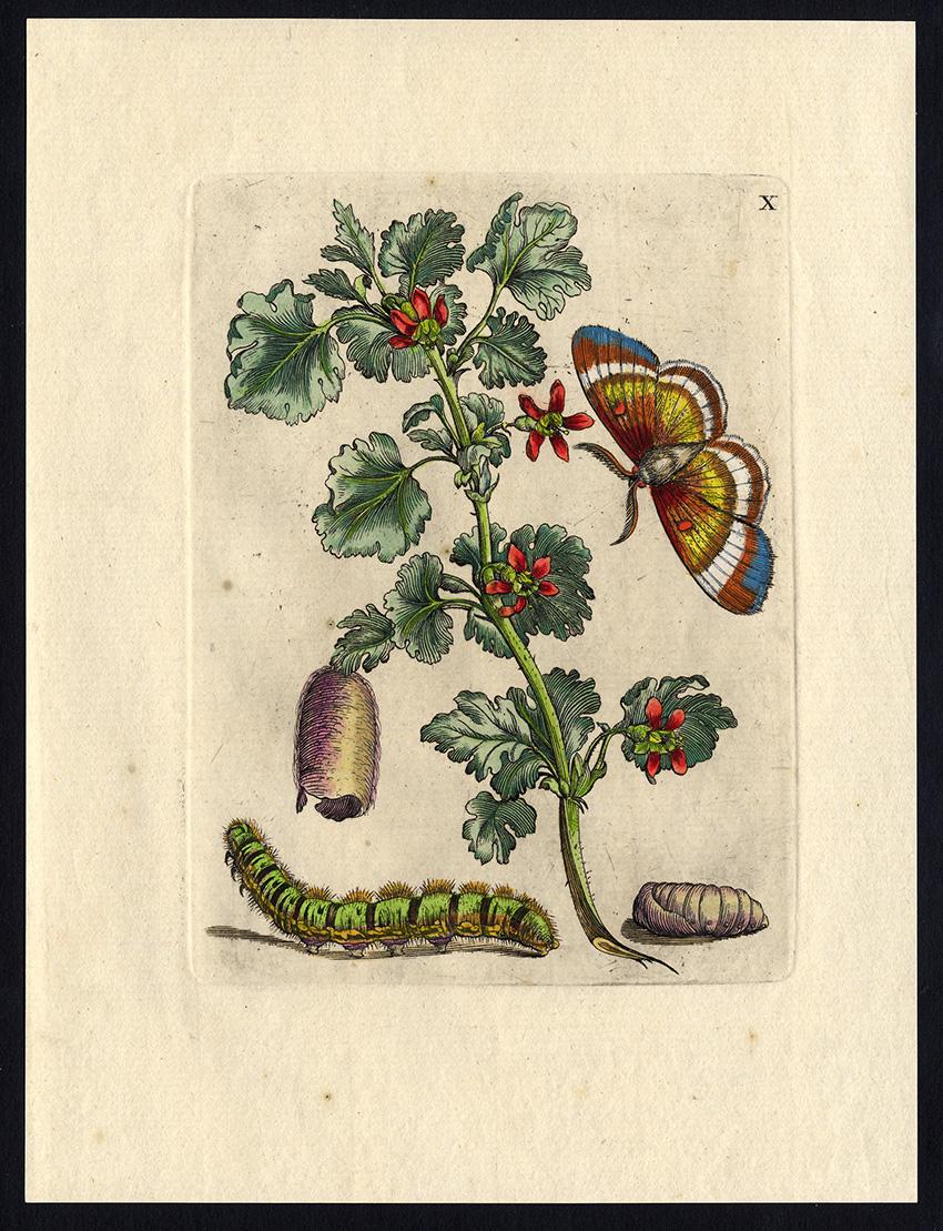 Maria Sybilla Merian Animal Print - Gooseberry blossom and insects by Merian - Handcoloured engraving - 18th century