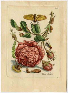 Antique Gorgeous rose with insects by Merian - Handcoloured engraving - 18th century