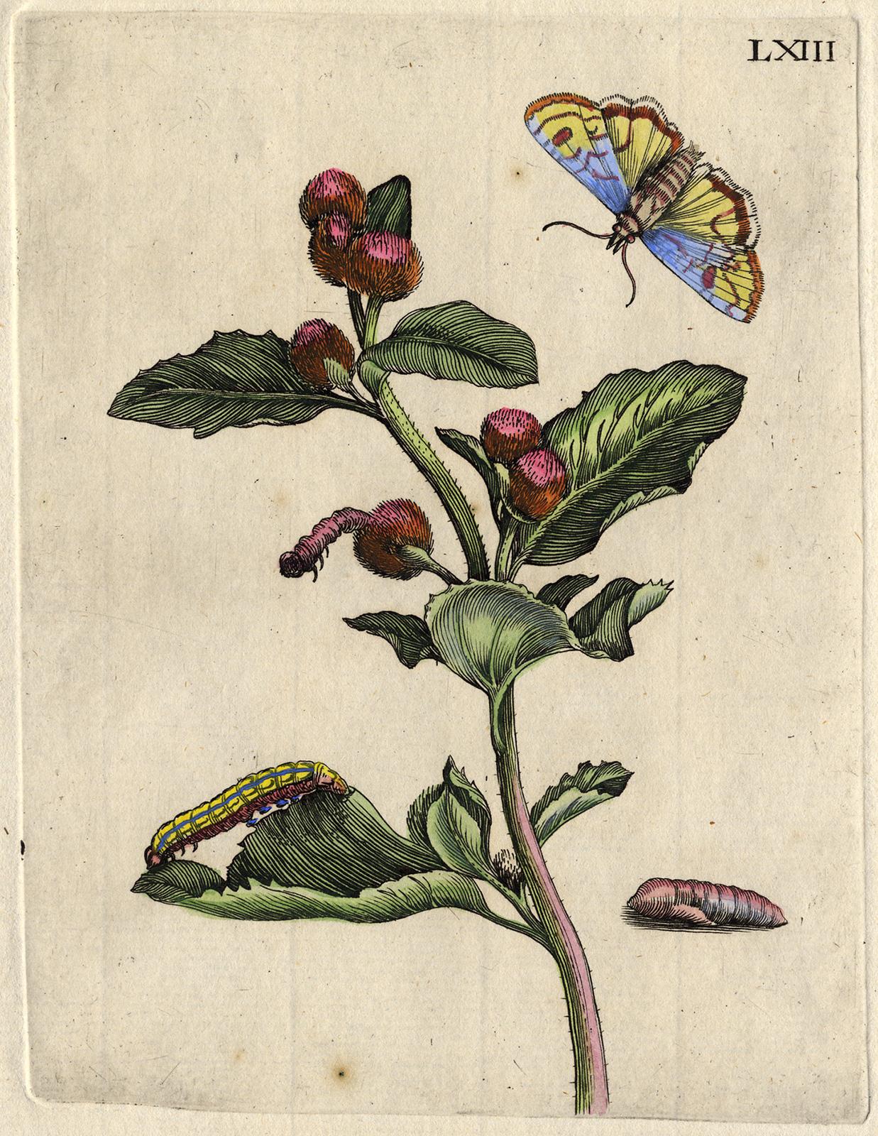 Greater Burdock with insects by Merian - Handcoloured engraving - 18th century - Print by Maria Sybilla Merian