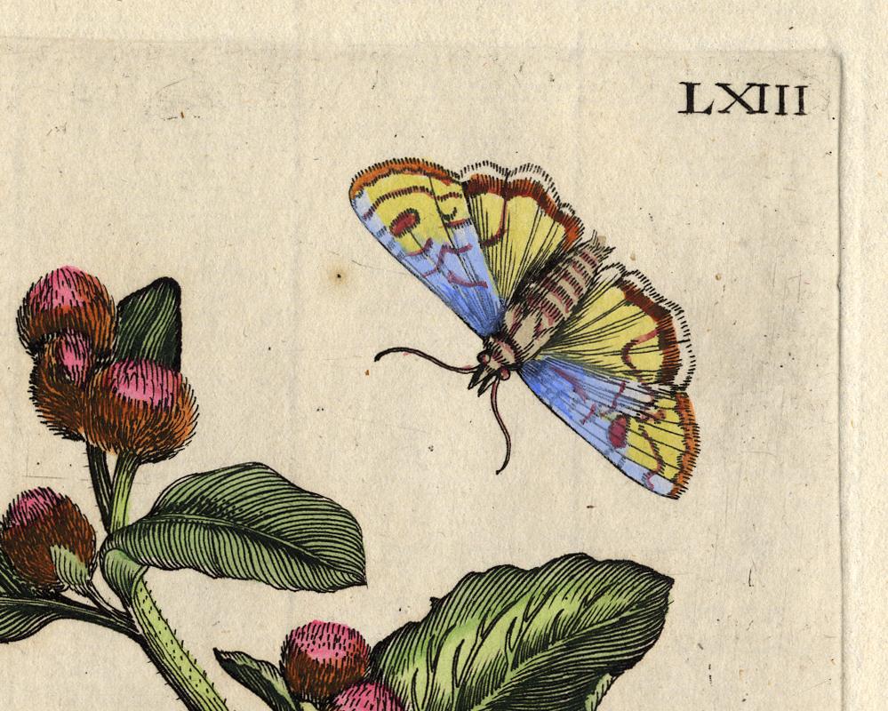 Greater Burdock with insects by Merian - Handcoloured engraving - 18th century - Old Masters Print by Maria Sybilla Merian