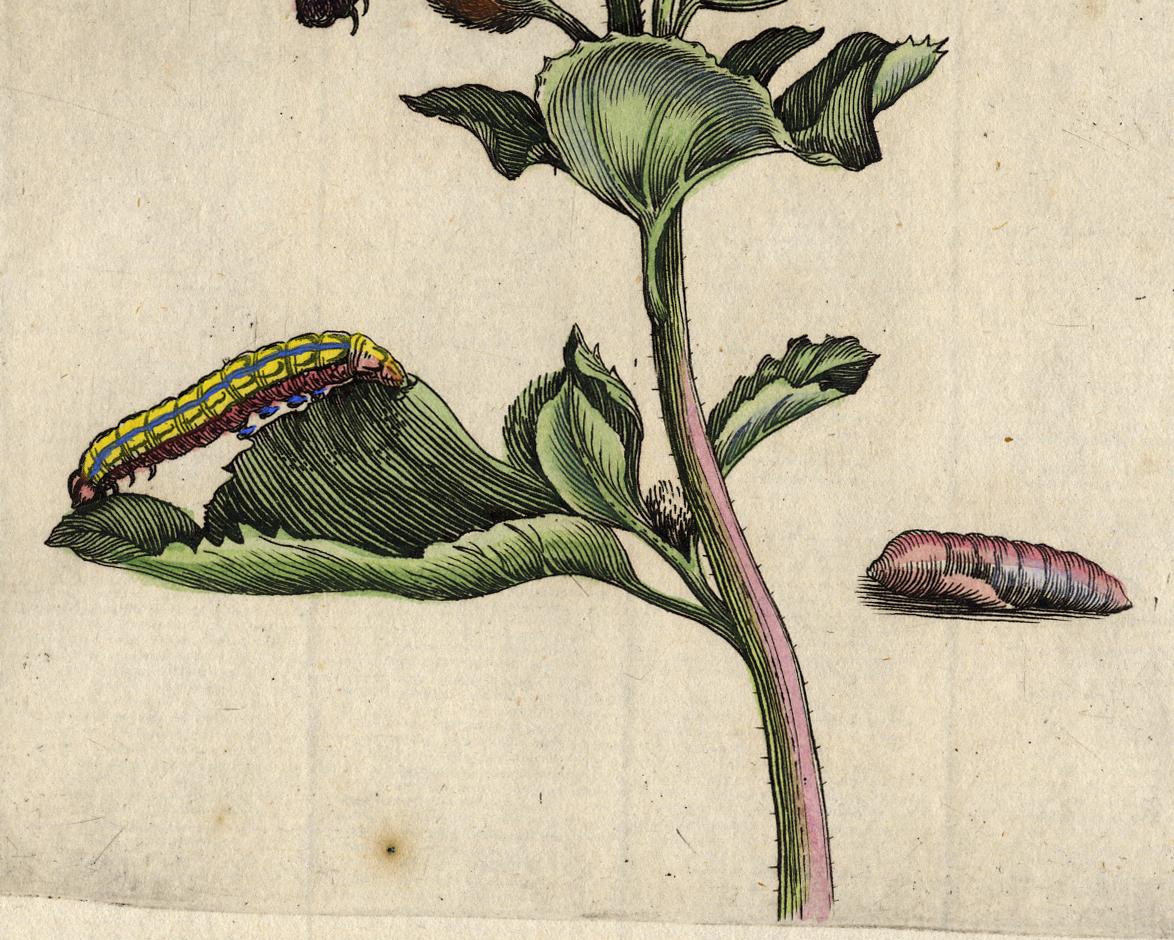 Greater Burdock with insects by Merian - Handcoloured engraving - 18th century - Beige Animal Print by Maria Sybilla Merian