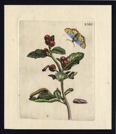 Antique Greater Burdock with insects by Merian - Handcoloured engraving - 18th century