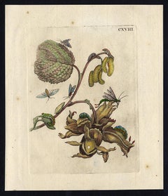 Hazel and Corylus with insects by Merian - Handcoloured engraving - 18th century