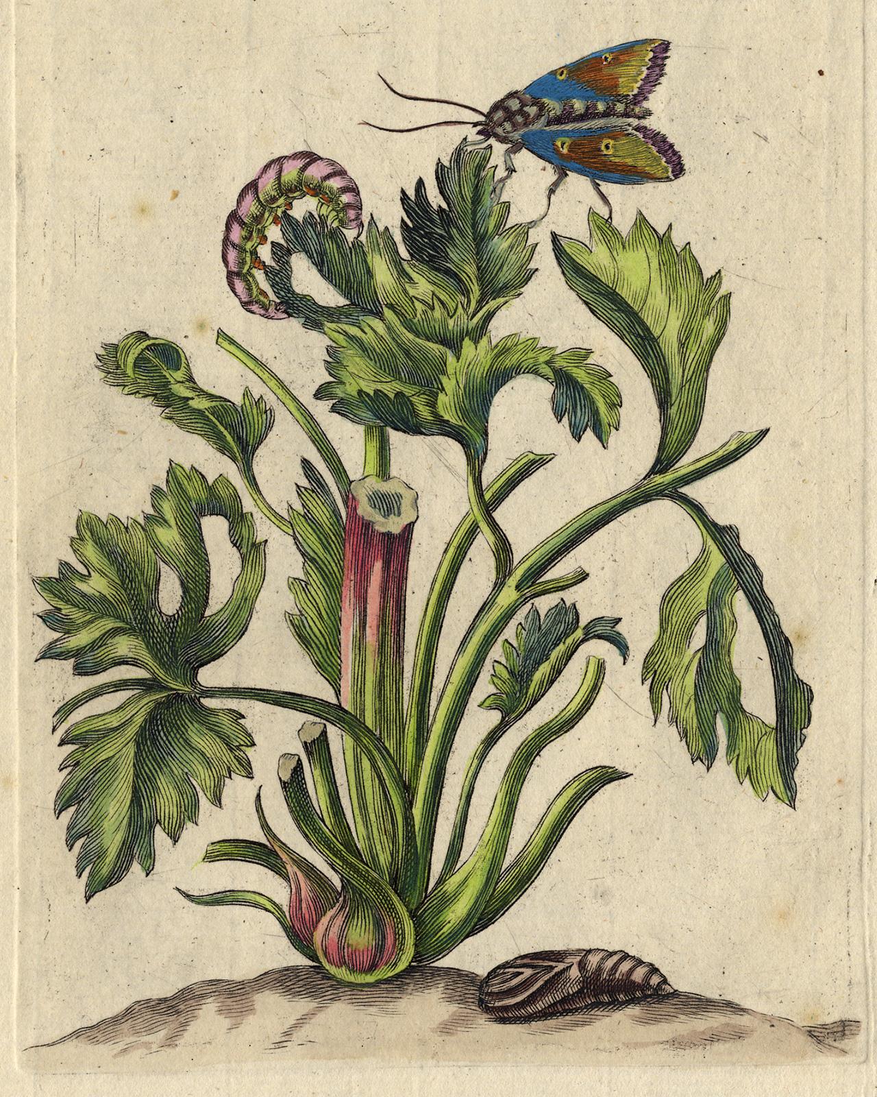 Hollyhocks with insects by Merian - Handcoloured engraving - 18th century - Print by Maria Sybilla Merian