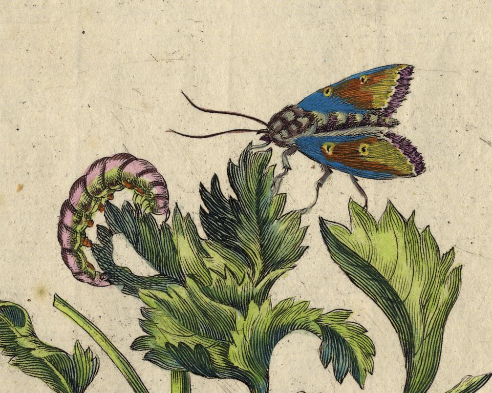 Hollyhocks with insects by Merian - Handcoloured engraving - 18th century - Old Masters Print by Maria Sybilla Merian